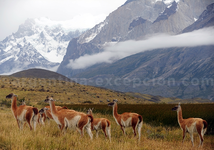 Groupe de guanacos, Patagonie Groupe de guanacos, Patagonie