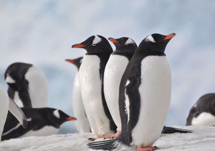 Antarctique Antarctique