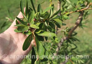 Arbuste notro, Patagonie