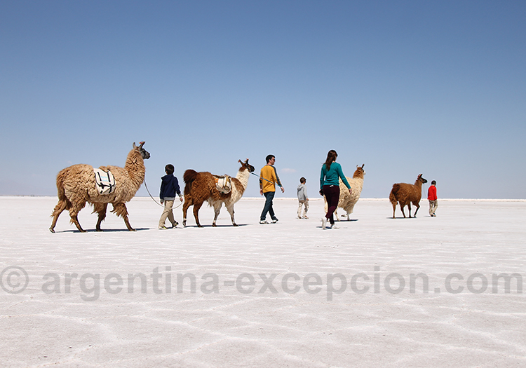 Balade avec les lamas a Salinas Grandes Balade avec les lamas a Salinas Grandes