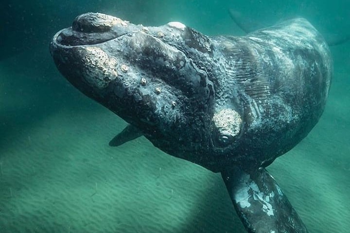 Baleine franche australe Baleine franche australe