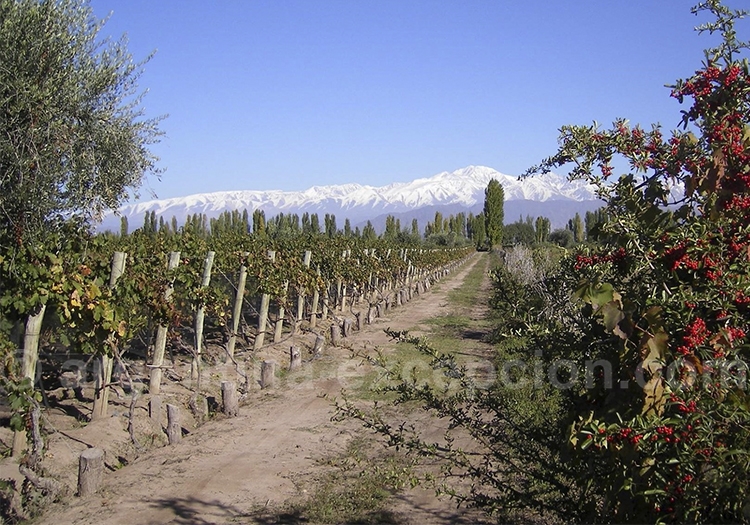 Bodegas Carinae, Route 40 Bodegas Carinae, Route 40