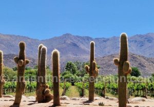 Cactus du Nord-Ouest argentin Cactus du Nord-Ouest argentin