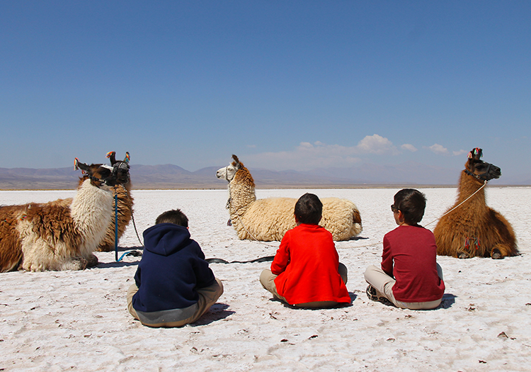 Caravane de lamas dans la Noroeste argentin