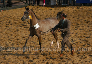 Cheval race créole, La Rural Cheval race créole, La Rural