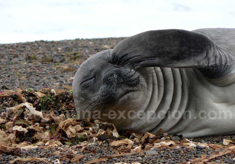 Un lion de mer rencontré à la Péninsule de Valdés