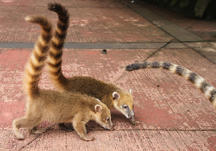 Coatis Coatis