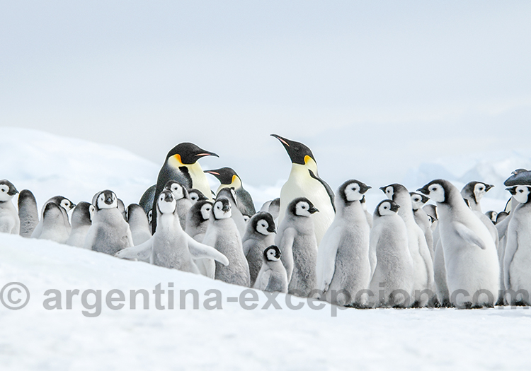 Consignes a respecter en Antarctiques @ Ilja Reijnen, manchots empereurs Consignes a respecter en Antarctiques @ Ilja Reijnen, manchots empereurs