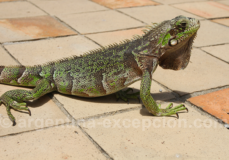 De l'iguane terrestre à l'iguane marin De l'iguane terrestre à l'iguane marin