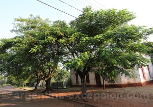 Delonix regia, province de Misiones