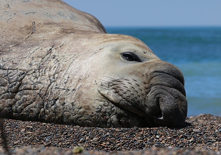 Eléphant de mer Eléphant de mer