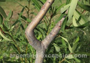 Embothrium coccineum