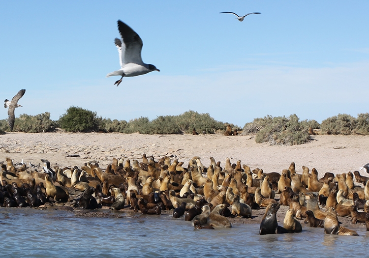 Excursion nautique à Bahia Bustamante Excursion nautique à Bahia Bustamante