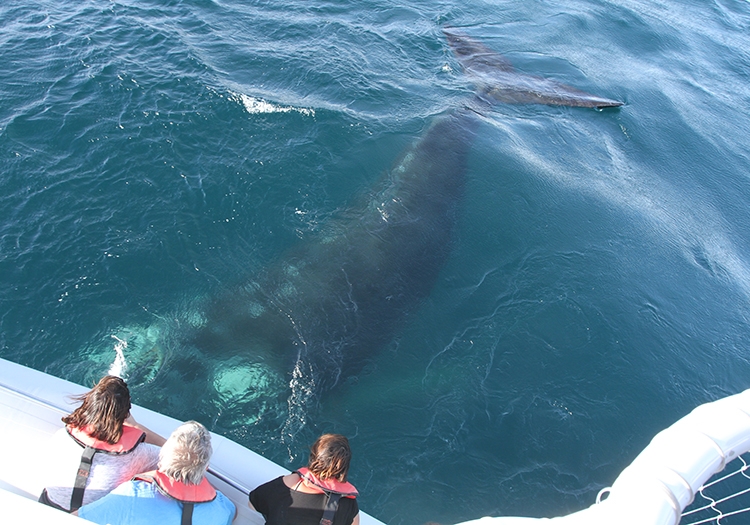 Excursion nautique baleine Excursion nautique baleine