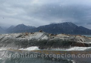 Faune Canal de Beagle