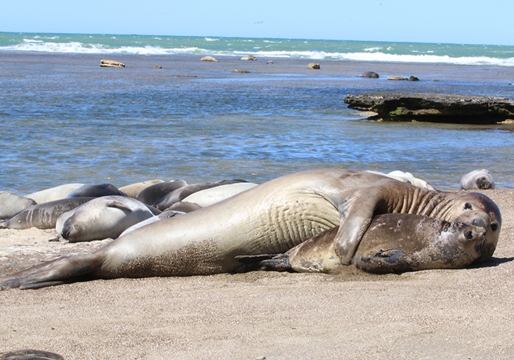 Faune à l'estancia Rincon Chico Faune à l'estancia Rincon Chico