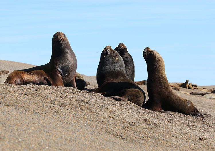 Faune de l'estancia La Ernestina