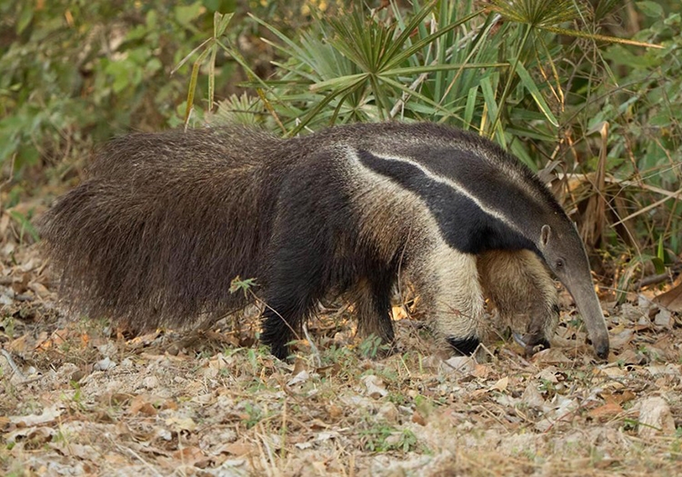Faune des Esteros del Ibera Faune des Esteros del Ibera