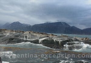 Faune du Canal de Beagle