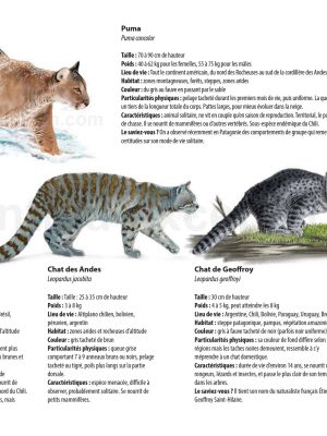 Félins en Argentine