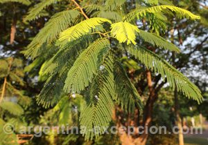 Feuille du flamboyant ou chivato