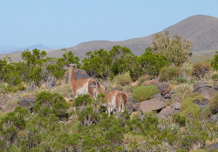 Guanacos sur la Route 40, San Rafael Guanacos sur la Route 40, San Rafael