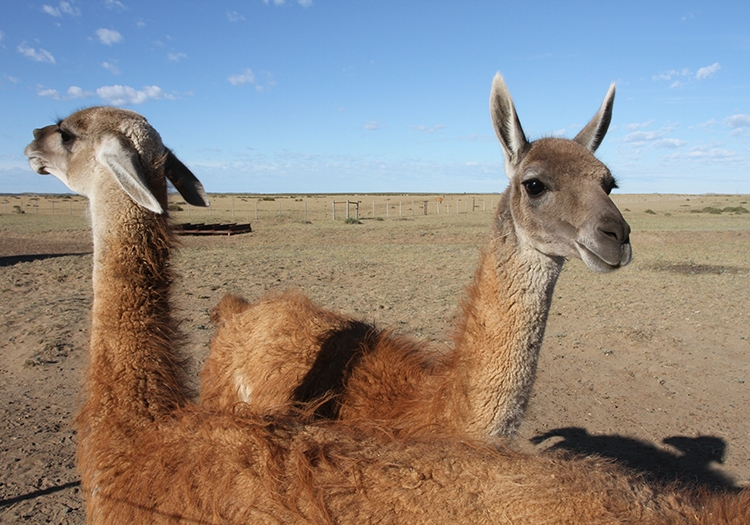 Guanacos Guanacos