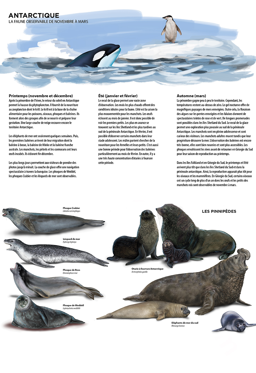 Illustrations antactiques croisieres