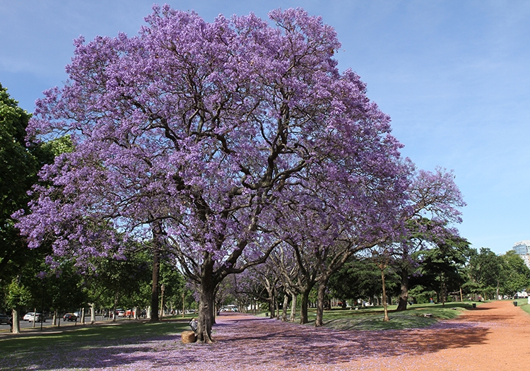 Jardins de Palermo