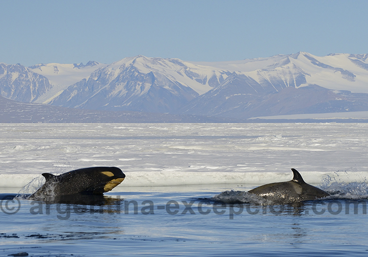 La santé pour une croisiere en Antarctique, orques en mer de Ross @ Michael Wenger La santé pour une croisiere en Antarctique, orques en mer de Ross @ Michael Wenger