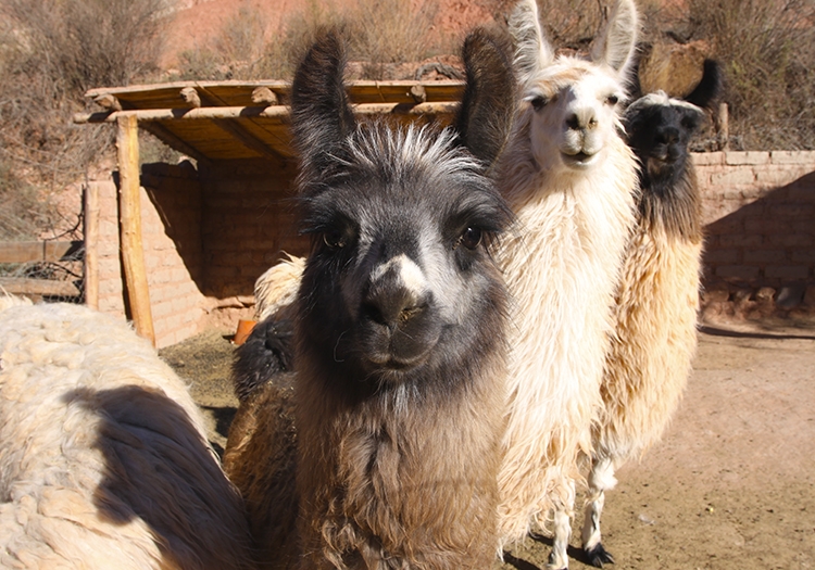 Lamas, faune d'Argentine Lamas, faune d'Argentine