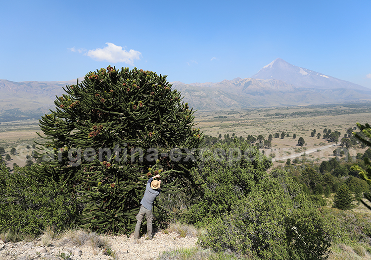 Lanin et Araucaria depuis San Huberto lodge Lanin et Araucaria depuis San Huberto lodge