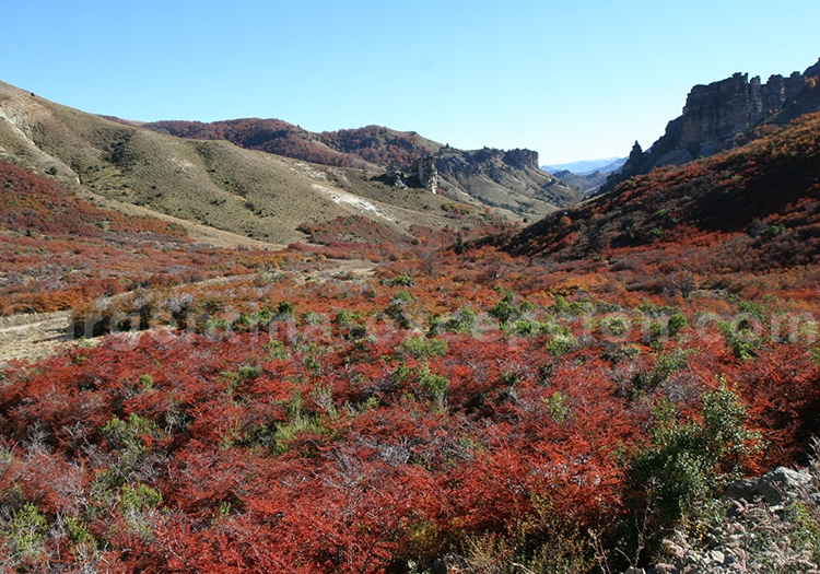 Lenga Nothofagus de Patagonie Lenga Nothofagus de Patagonie