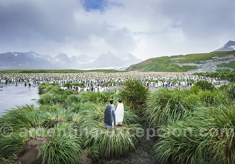 Les documents indispensables pour l'Antarctique @ Dietmar Denger, Géorgie du Sud Les documents indispensables pour l'Antarctique @ Dietmar Denger, Géorgie du Sud