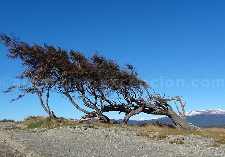 Les plantes et le vent de Patagonie Les plantes et le vent de Patagonie