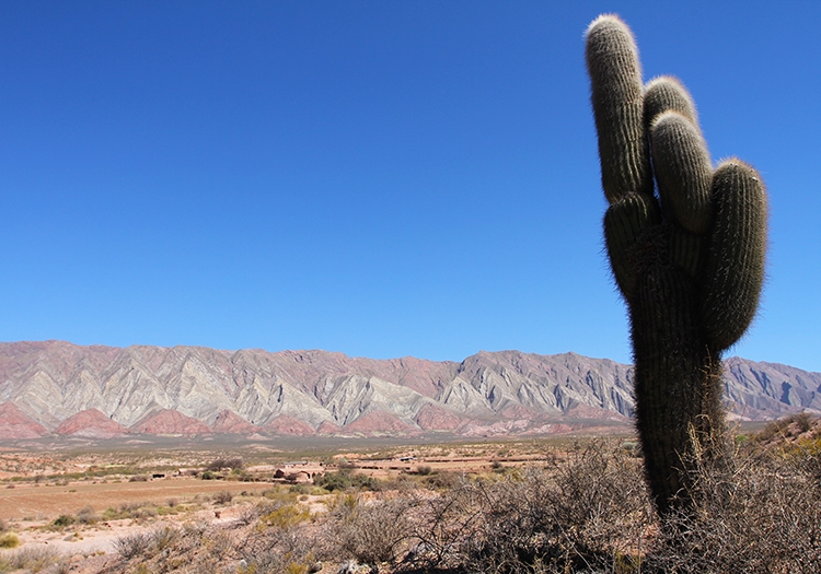 Los Cardones Los Cardones