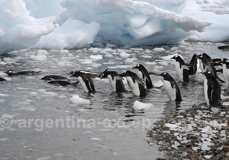 L'équipement pour l'Antarctique. © Javier Aixela L'équipement pour l'Antarctique. © Javier Aixela