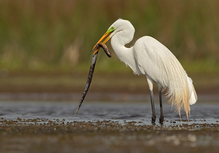 Oiseaux des Esteros del Ibera Oiseaux des Esteros del Ibera