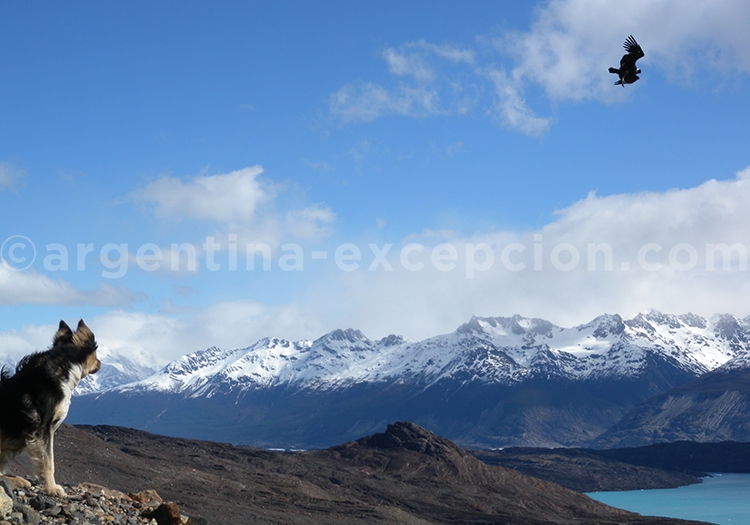 Oiseaux et mammifères en Patagonie Oiseaux et mammifères en Patagonie