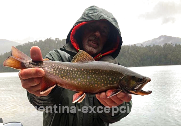 Omble ou saumon de fontaine Omble ou saumon de fontaine