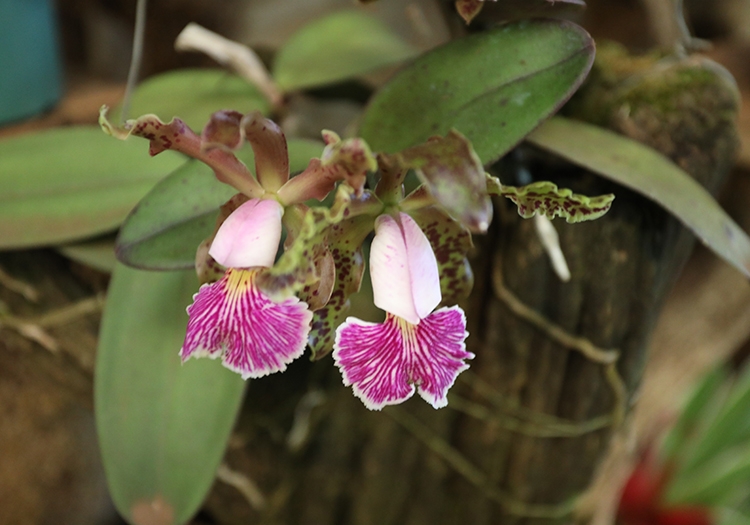 Orchidées de Montecarlo Orchidées de Montecarlo