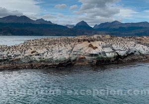 Otaries navigation Beagle