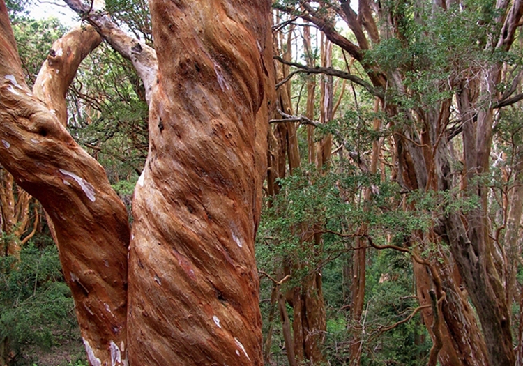 Parc Los Arrayánes Parc Los Arrayánes