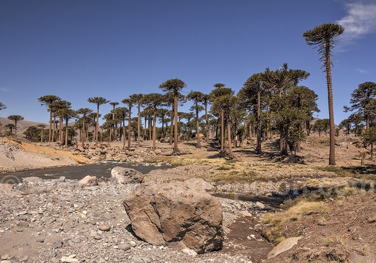 Paysages de Caviahue, sur la route 40, argentine Paysages de Caviahue, sur la route 40, argentine