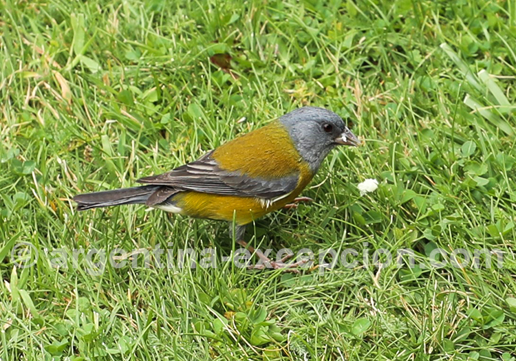 Phrygile de Patagonie Phrygile de Patagonie