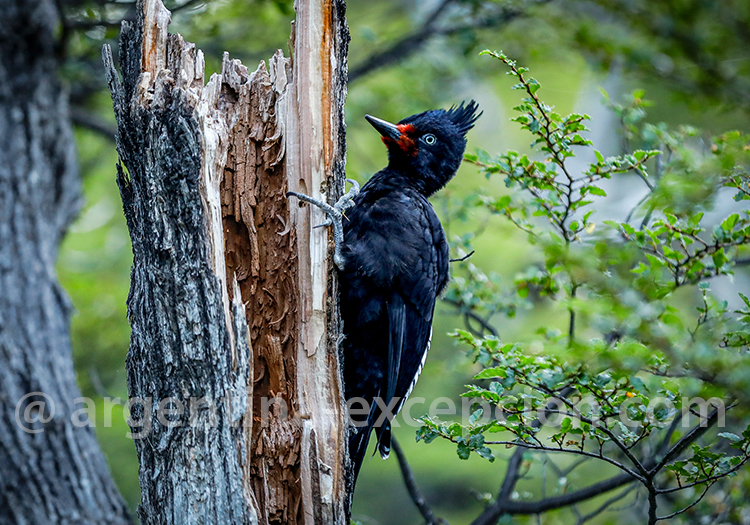 Pic de Magellan, oiseau de Patagonie Pic de Magellan, oiseau de Patagonie