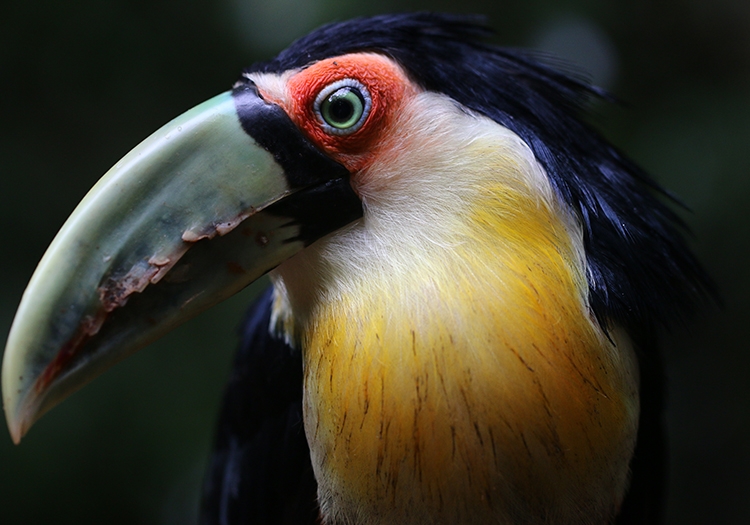 Portraits d'oiseaux Portraits d'oiseaux