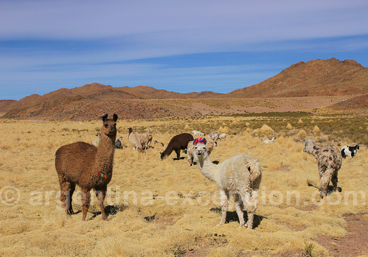 Randonnée avec les lamas à la Laguna de los Patos Randonnée avec les lamas à la Laguna de los Patos