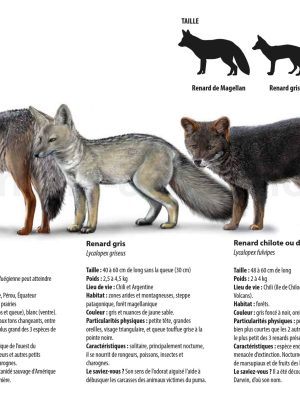 Renards en Argentine