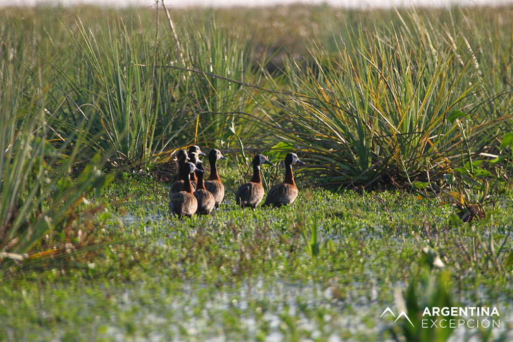 Safari laguna (10) copy